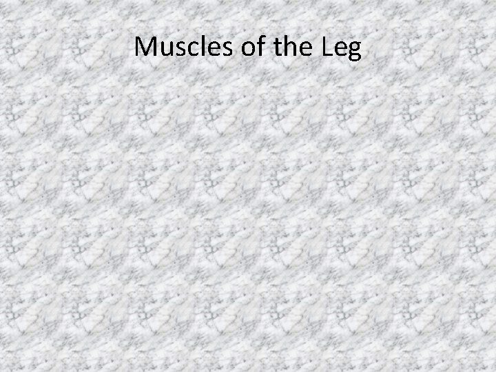 Muscles of the Leg 