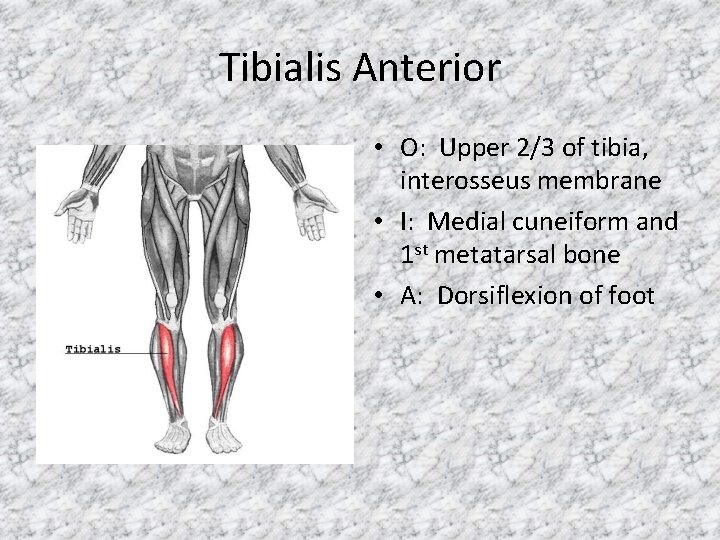 Tibialis Anterior • O: Upper 2/3 of tibia, interosseus membrane • I: Medial cuneiform