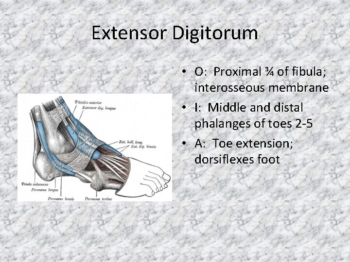 Extensor Digitorum • O: Proximal ¾ of fibula; interosseous membrane • I: Middle and