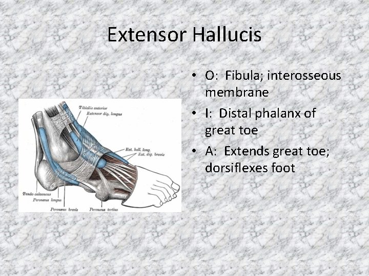 Extensor Hallucis • O: Fibula; interosseous membrane • I: Distal phalanx of great toe