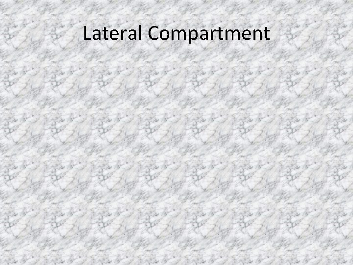 Lateral Compartment 
