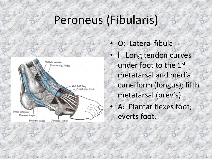 Peroneus (Fibularis) • O: Lateral fibula • I: Long tendon curves under foot to