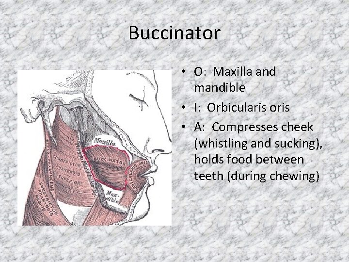 Buccinator • O: Maxilla and mandible • I: Orbicularis oris • A: Compresses cheek