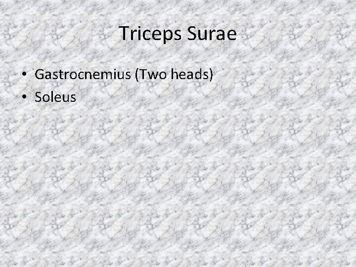 Triceps Surae • Gastrocnemius (Two heads) • Soleus 