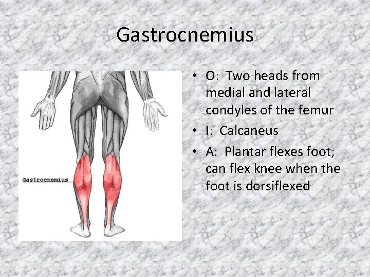 Gastrocnemius • O: Two heads from medial and lateral condyles of the femur •