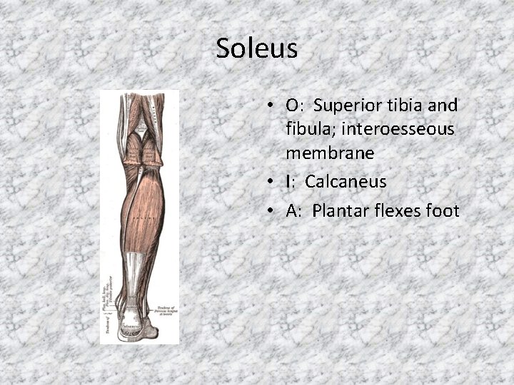 Soleus • O: Superior tibia and fibula; interoesseous membrane • I: Calcaneus • A:
