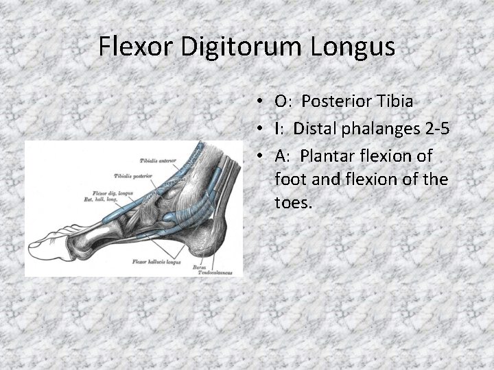 Flexor Digitorum Longus • O: Posterior Tibia • I: Distal phalanges 2 -5 •