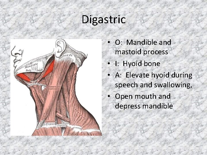Digastric • O: Mandible and mastoid process • I: Hyoid bone • A: Elevate
