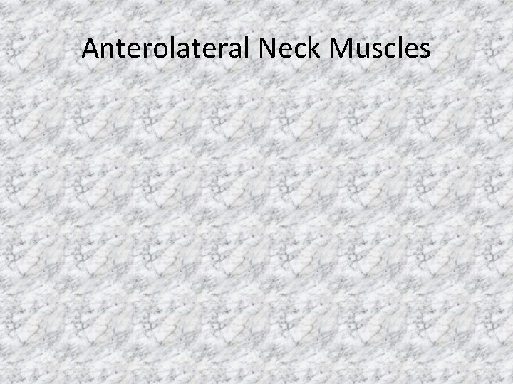 Anterolateral Neck Muscles 