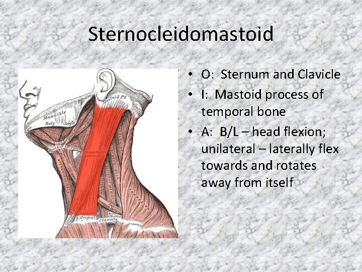 Sternocleidomastoid • O: Sternum and Clavicle • I: Mastoid process of temporal bone •