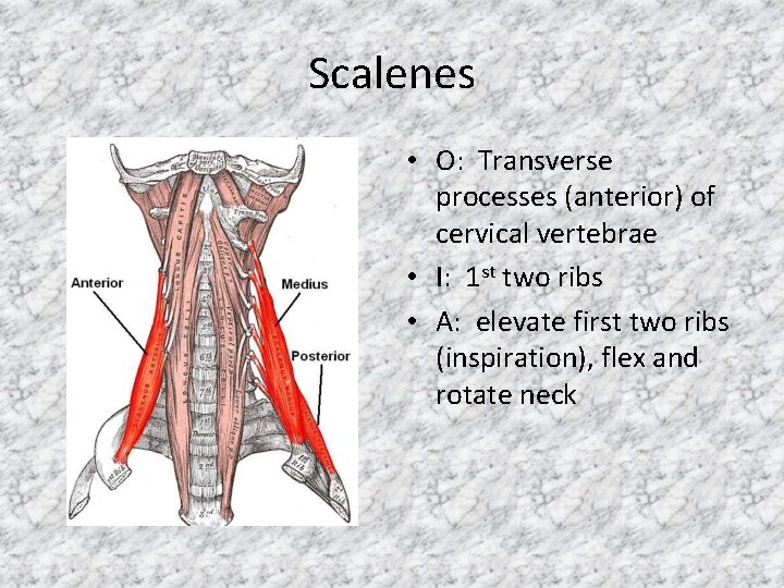 Scalenes • O: Transverse processes (anterior) of cervical vertebrae • I: 1 st two