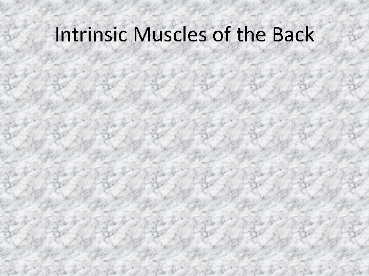 Intrinsic Muscles of the Back 