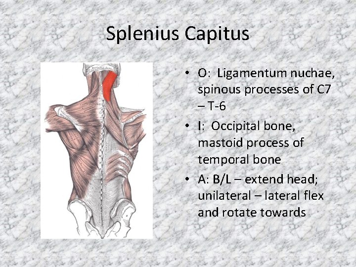 Splenius Capitus • O: Ligamentum nuchae, spinous processes of C 7 – T-6 •