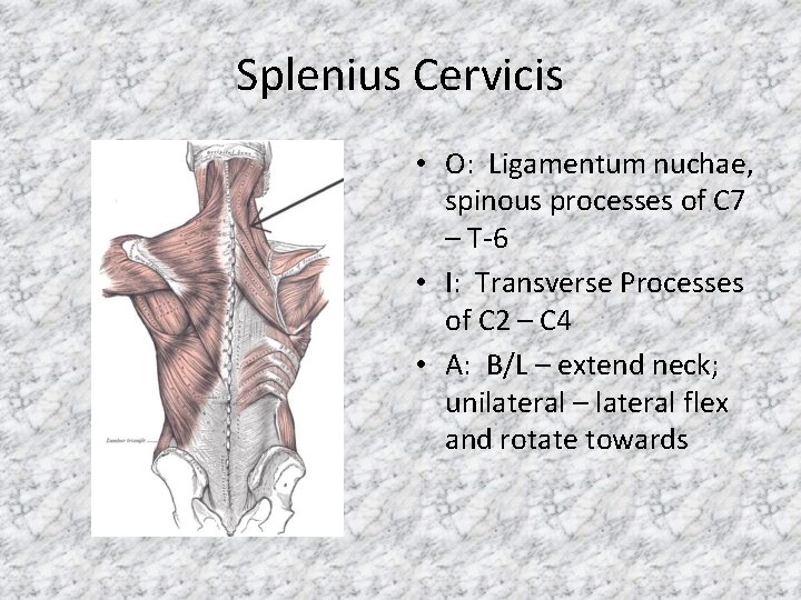 Splenius Cervicis • O: Ligamentum nuchae, spinous processes of C 7 – T-6 •