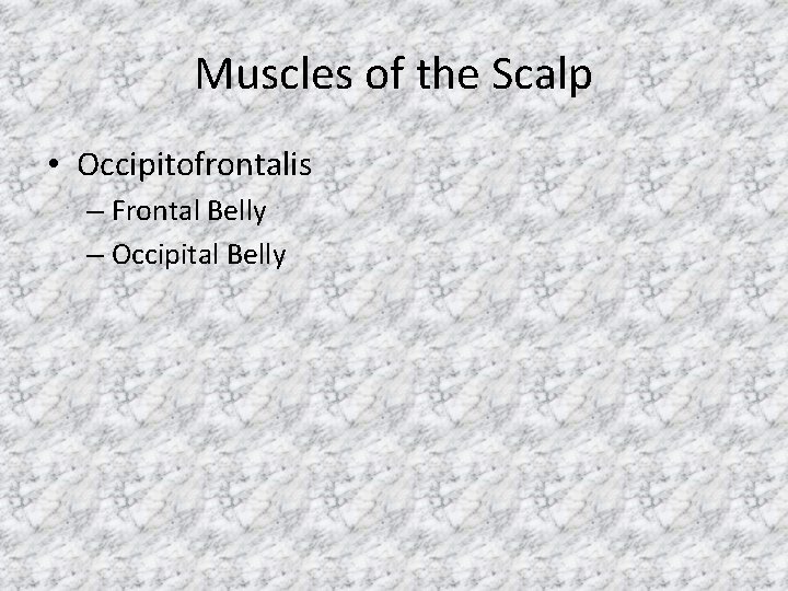 Muscles of the Scalp • Occipitofrontalis – Frontal Belly – Occipital Belly 