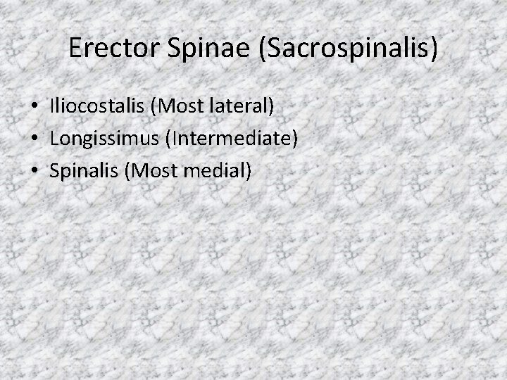 Erector Spinae (Sacrospinalis) • Iliocostalis (Most lateral) • Longissimus (Intermediate) • Spinalis (Most medial)