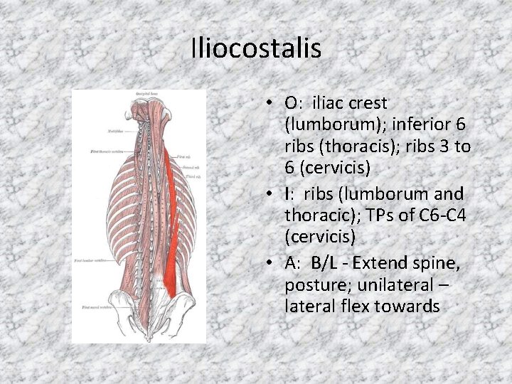 Iliocostalis • O: iliac crest (lumborum); inferior 6 ribs (thoracis); ribs 3 to 6