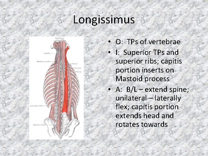 Longissimus • O: TPs of vertebrae • I: Superior TPs and superior ribs; capitis