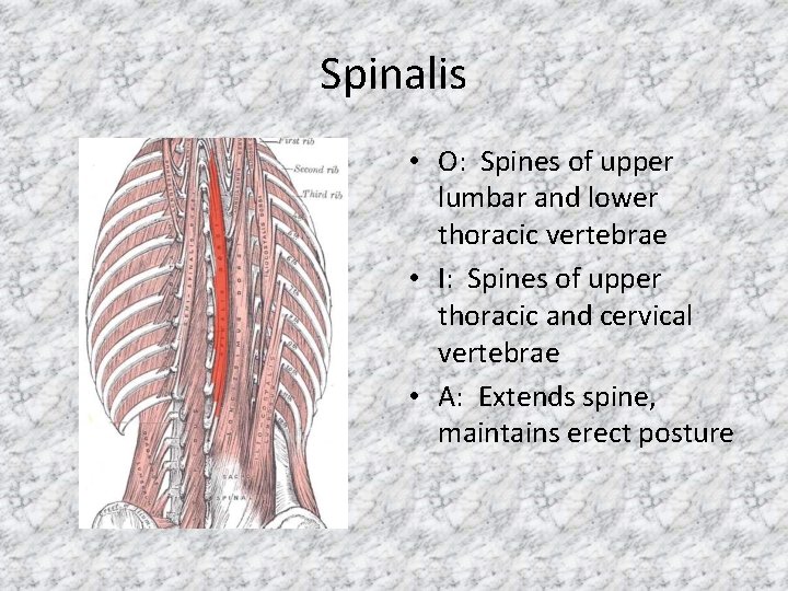 Spinalis • O: Spines of upper lumbar and lower thoracic vertebrae • I: Spines