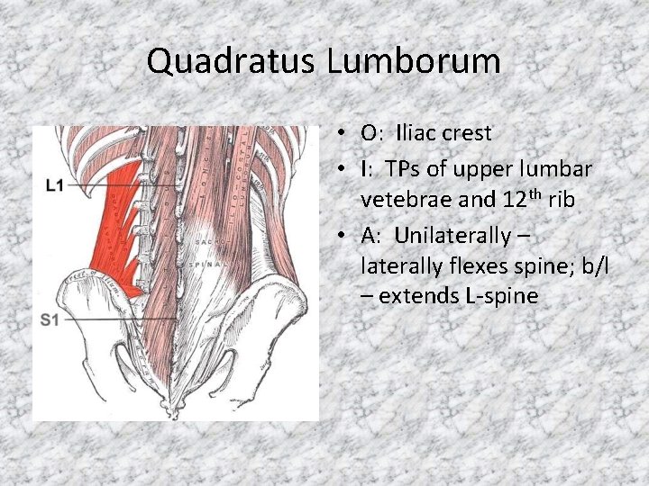 Quadratus Lumborum • O: Iliac crest • I: TPs of upper lumbar vetebrae and