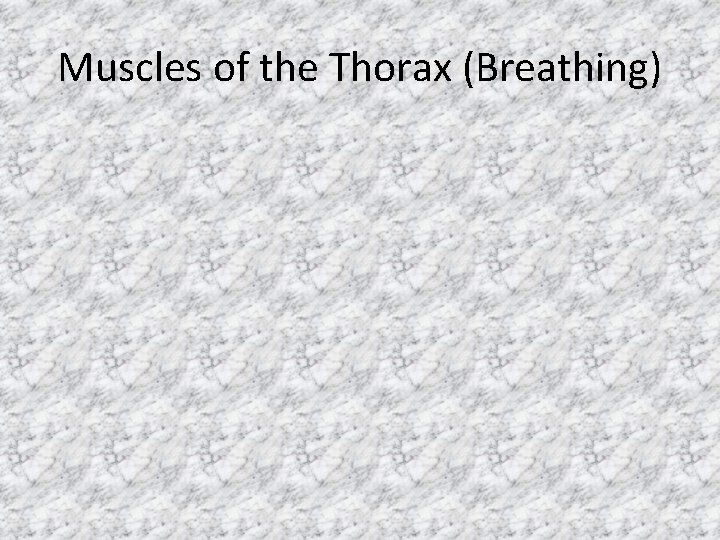 Muscles of the Thorax (Breathing) 