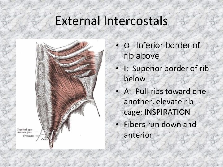 External Intercostals • O: Inferior border of rib above • I: Superior border of
