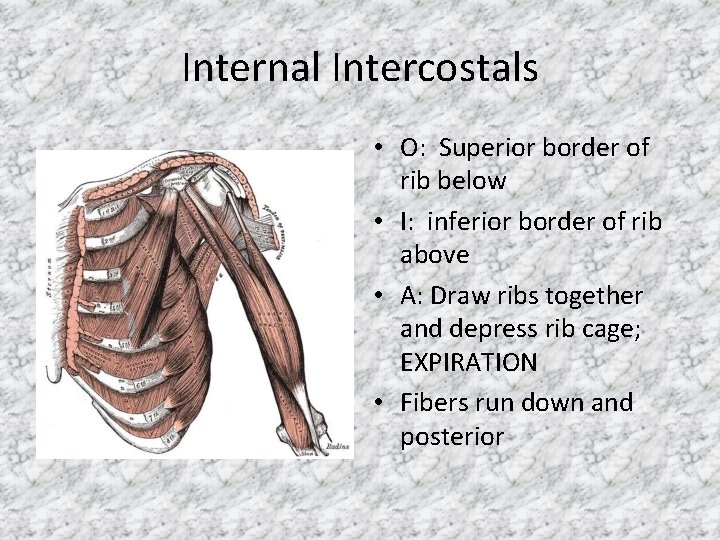 Internal Intercostals • O: Superior border of rib below • I: inferior border of