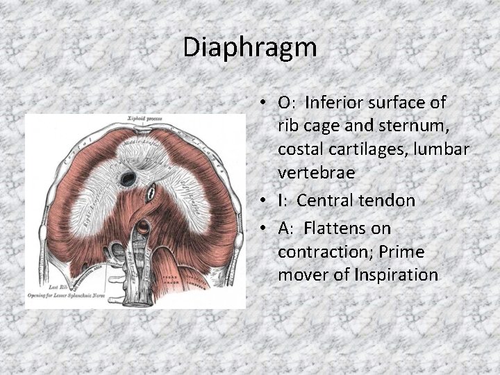 Diaphragm • O: Inferior surface of rib cage and sternum, costal cartilages, lumbar vertebrae