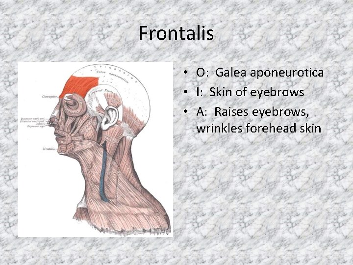 Frontalis • O: Galea aponeurotica • I: Skin of eyebrows • A: Raises eyebrows,