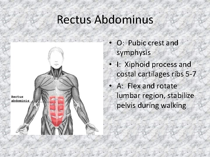 Rectus Abdominus • O: Pubic crest and symphysis • I: Xiphoid process and costal