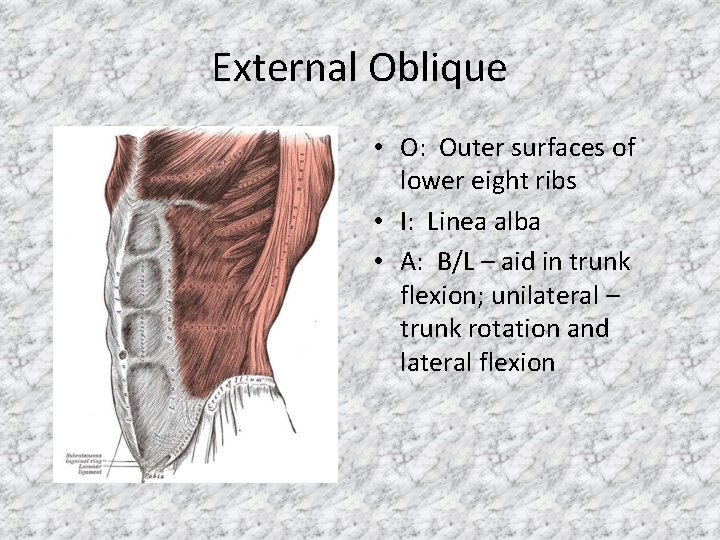 External Oblique • O: Outer surfaces of lower eight ribs • I: Linea alba