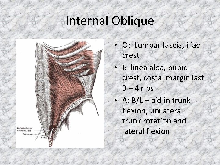 Internal Oblique • O: Lumbar fascia, iliac crest • I: linea alba, pubic crest,