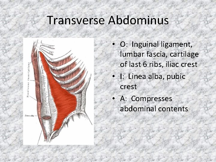 Transverse Abdominus • O: Inguinal ligament, lumbar fascia, cartilage of last 6 ribs, iliac