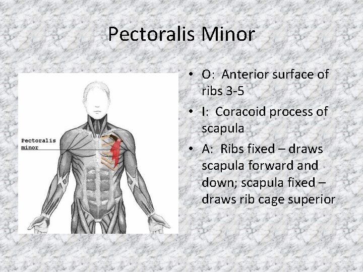 Pectoralis Minor • O: Anterior surface of ribs 3 -5 • I: Coracoid process
