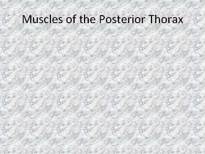 Muscles of the Posterior Thorax 