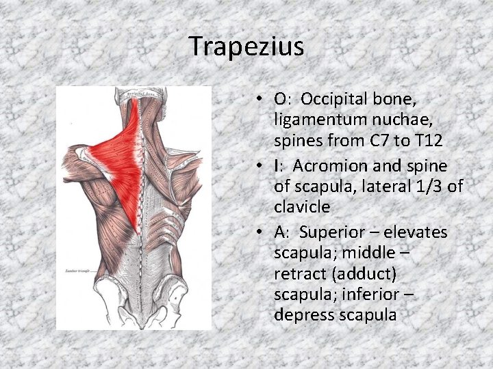 Trapezius • O: Occipital bone, ligamentum nuchae, spines from C 7 to T 12
