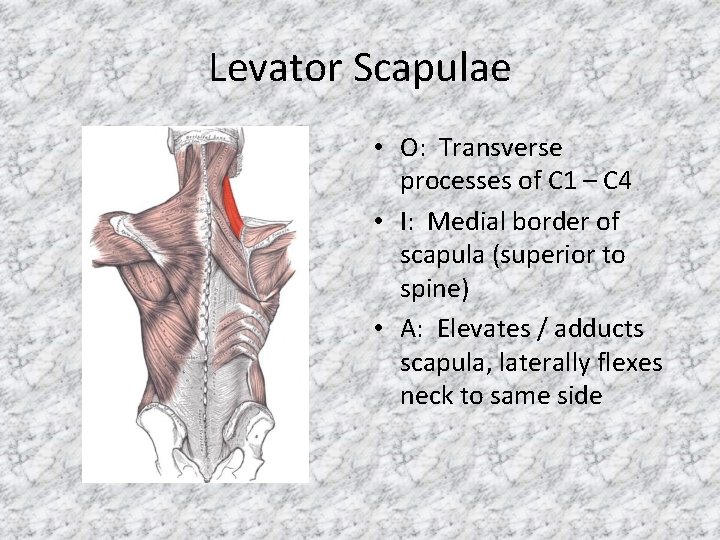 Levator Scapulae • O: Transverse processes of C 1 – C 4 • I: