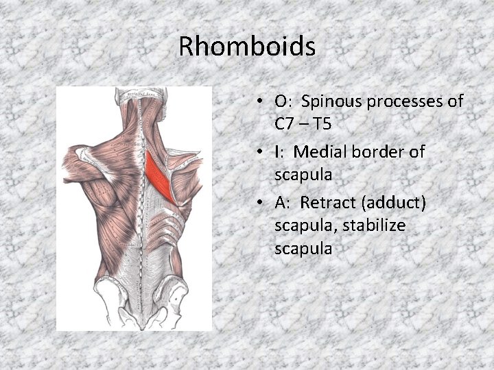 Rhomboids • O: Spinous processes of C 7 – T 5 • I: Medial