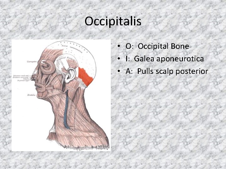 Occipitalis • O: Occipital Bone • I: Galea aponeurotica • A: Pulls scalp posterior