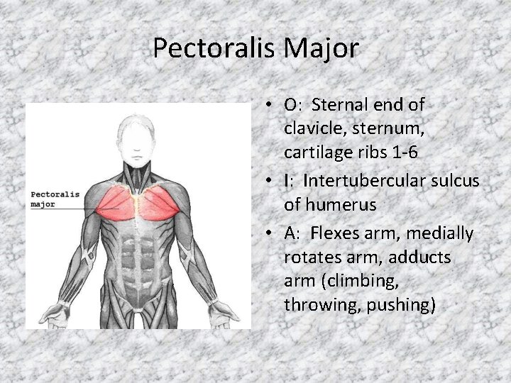 Pectoralis Major • O: Sternal end of clavicle, sternum, cartilage ribs 1 -6 •