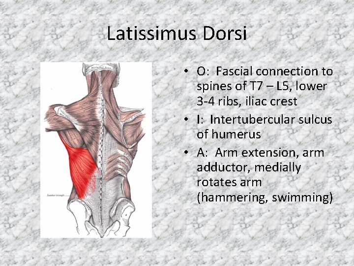 Latissimus Dorsi • O: Fascial connection to spines of T 7 – L 5,