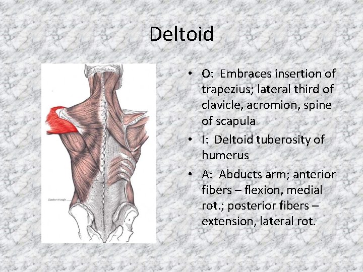 Deltoid • O: Embraces insertion of trapezius; lateral third of clavicle, acromion, spine of