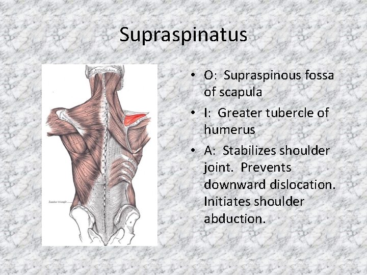 Supraspinatus • O: Supraspinous fossa of scapula • I: Greater tubercle of humerus •