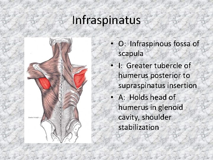 Infraspinatus • O: Infraspinous fossa of scapula • I: Greater tubercle of humerus posterior