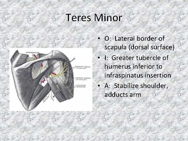 Teres Minor • O: Lateral border of scapula (dorsal surface) • I: Greater tubercle