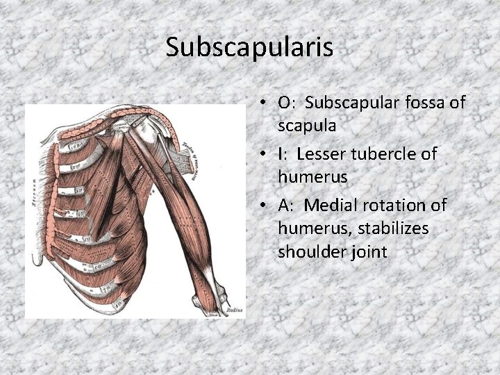 Subscapularis • O: Subscapular fossa of scapula • I: Lesser tubercle of humerus •