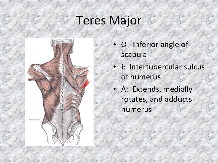 Teres Major • O: Inferior angle of scapula • I: Intertubercular sulcus of humerus