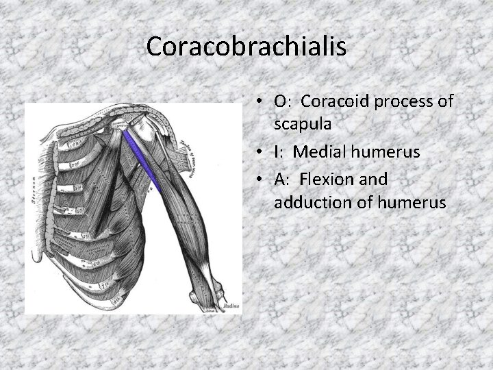 Coracobrachialis • O: Coracoid process of scapula • I: Medial humerus • A: Flexion