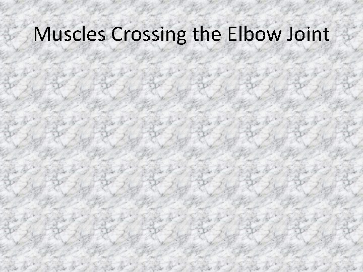 Muscles Crossing the Elbow Joint 