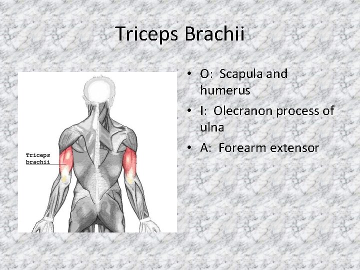 Triceps Brachii • O: Scapula and humerus • I: Olecranon process of ulna •